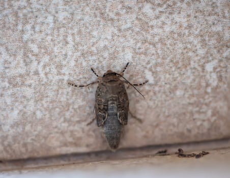 A peeper, a butterfly sits on a white wall.