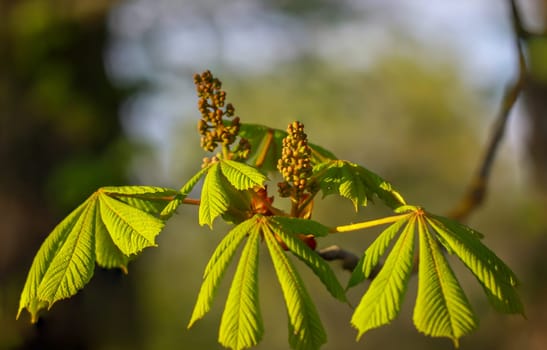 Chestnuts, chestnut blossoms on a tree in spring.