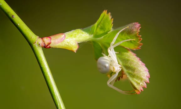 A variable crab spider, Misumena vatia on a shrub.