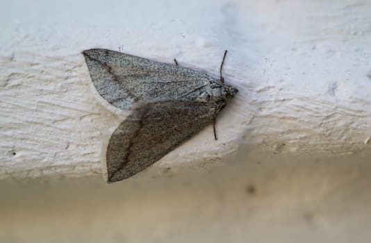 A peeper, a butterfly sits on a white wall.