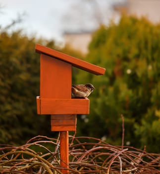 Portrait, close up of a sparrow at a feeder, songbird.
