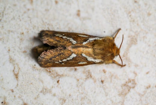 Side view of a small hop rootworm on a wall.