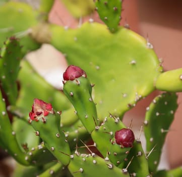 Detail of a cactus in a desert region. Close up of a cactus.