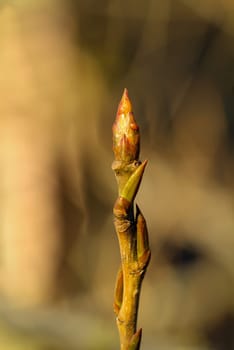 A close-up of a shoot of a tree in spring.