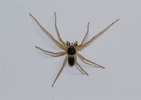 A two-color flat-streaked spider, Philodromus dispar on a wall.