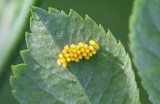 There are many yellow eggs of a bug attached to the underside of a leaf.