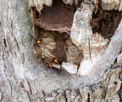 The output from a hornet's nest in the trunk of an apple tree.