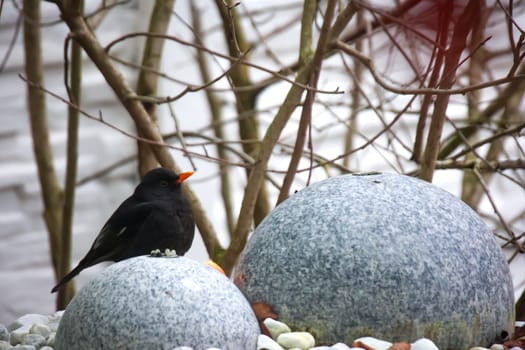 A blackbird in winter on a fountain.