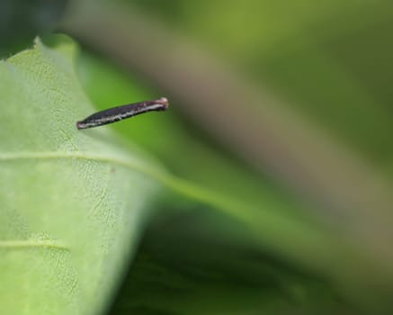Perhaps the pupa of a moth on the underside of a tree leaf.