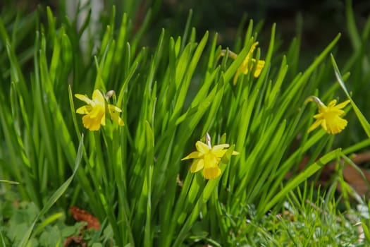 Lots of daffodils, daffodils on a flower area.