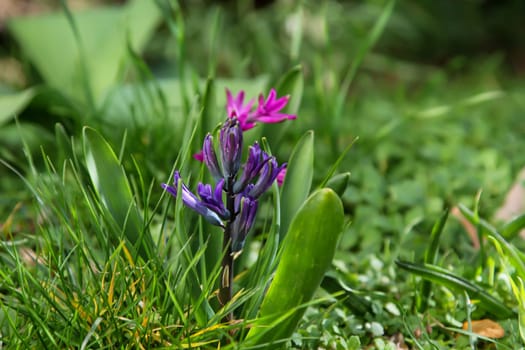 Close-up of opened flower of hyacinth.