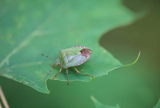 Close up of a green stink bug on a tree leaf.