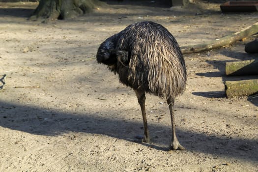 Portrait of a Nandu, a flightless bird.