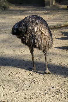 Portrait of a Nandu, a flightless bird.