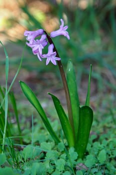 Close-up of opened flower of hyacinth.