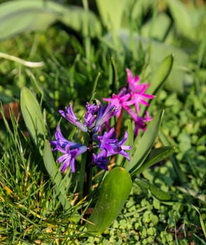 Close-up of opened flower of hyacinth.