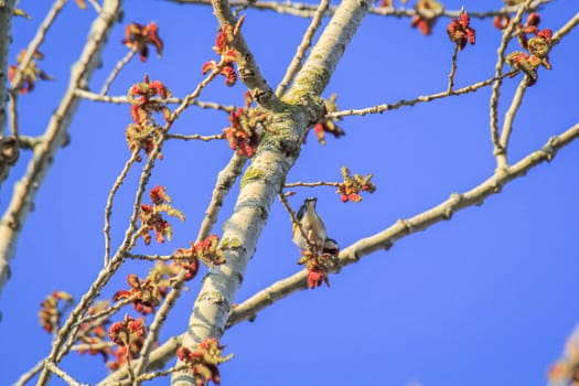 Portrait of goldfinch on a tree in spring.
