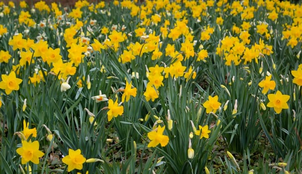 Lots of daffodils, daffodils on a flower area.