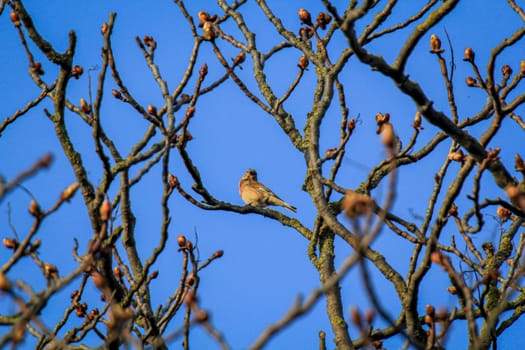 A blood linnet, also called linnet or flax finch on a tree.