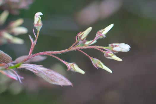 A close-up of a shoot of a tree in spring.