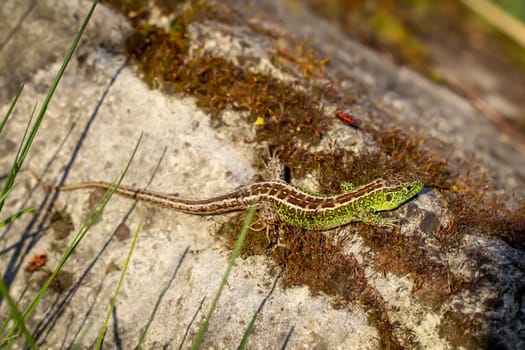 A male sand lizard on a stone. Each fence lizard has a different dorsal marking.