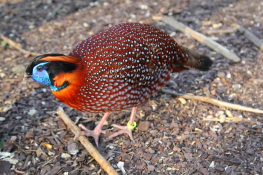 A portrait of a pheasant-like bird, exotic chicken.