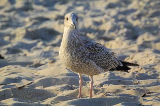 Portrait of seagulls at the sea, on the Atlantic Ocean.