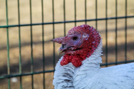 Portrait, close up of a turkey on the farm.