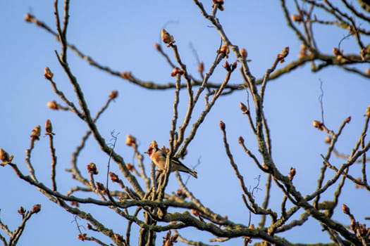 A blood linnet, also called linnet or flax finch on a tree.