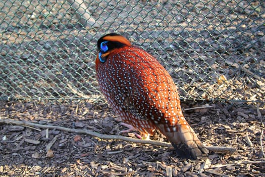 A portrait of a pheasant-like bird, exotic chicken.
