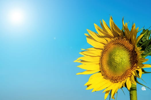 Yellow sunflower flower on a background of blue sky. Blooming sunflower. Yellow petals. Sunlight. Blue sky. Agriculture. Agricultural business. Farm. Sunflower oil. Background image.