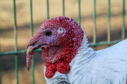 Portrait, close up of a turkey on the farm.