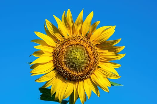 Yellow sunflower flower on a background of blue sky. Blooming sunflower. Yellow petals. Sunlight. Blue sky. Agriculture. Agricultural business. Farm. Sunflower oil. Background image.