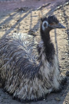 Portrait of a Nandu, a flightless bird.