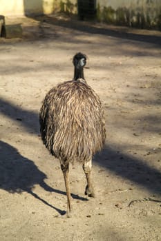 Portrait of a Nandu, a flightless bird.
