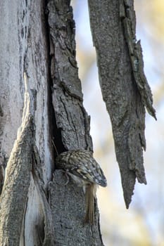 A garden treecreeper, Certhia brachydactyla brings nesting material to the nest box.