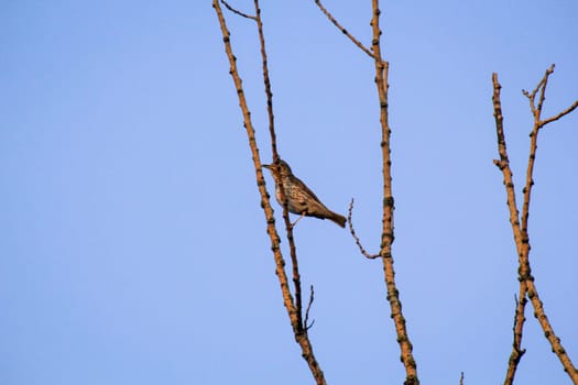 A song thrush, thrush on the branches of a tree.