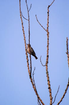 A song thrush, thrush on the branches of a tree.
