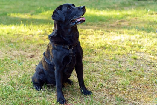 Black dog Labrador Retriever sits with his tongue out on green grass against backdrop of building in sun rays. Pet, family friend, purebred guard of private property