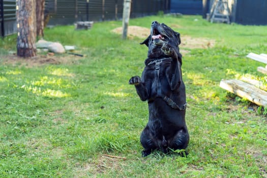 Black dog Labrador Retriever stand stands on its hind legs and serves with his tongue out on green grass. Pet, family friend, purebred guard of private property