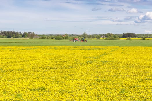 A field of yellow dandelions with agricultural machinery in the distance