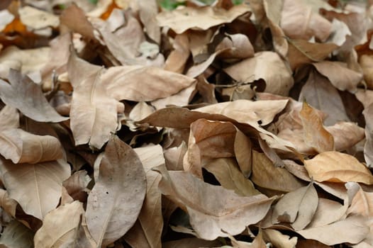 Dry waste leaves of Dead Dried plant natural background. Full Frame. Nature Backgrounds.