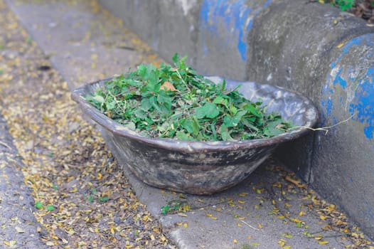 Compost Heap of Waste Leaves Picking Up after Clean and gathered in a Garbage Dump Container for Recycling. Natural Waste Management Recycled Material. Zero Waste Sustainable Lifestyle concept.
