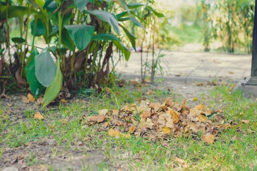Compost Heap of Waste falling Leaves Picking Up after Clean and gathered in a garden park for Recycling. Natural Waste Management Recycled Material. Zero Waste Sustainable Lifestyle concept.