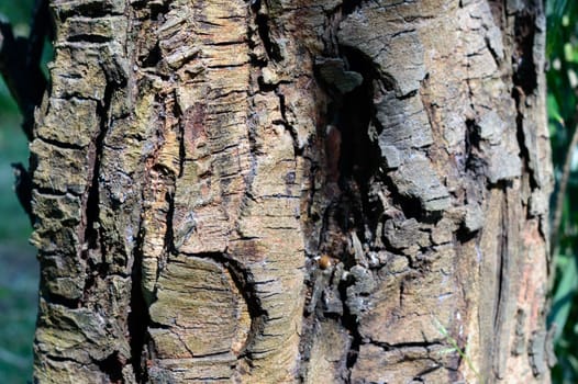 Large Brown Tree Trunk plant bark. Full Frame. Abstract Nature background.