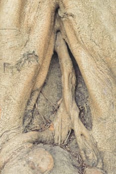 Hollow tree trunk plant bark in the shape of an abstract vaginal canal stump. Close-up. Vertical Fantasy Nature background.