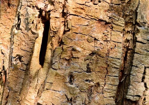 Large Brown Tree Trunk plant bark. Full Frame. Abstract Nature background.