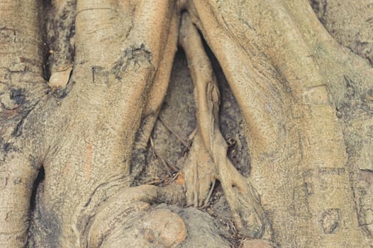 Hollow tree trunk plant bark in the shape of an abstract vaginal canal stump. Close-up. Fantasy Nature background.