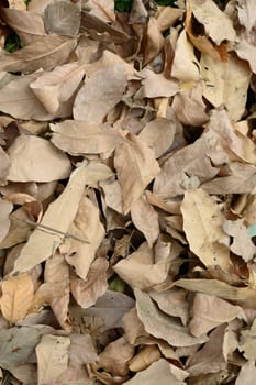 Dry waste leaves of Dead Dried plant natural background. Full Frame. Vertical Nature Backgrounds.
