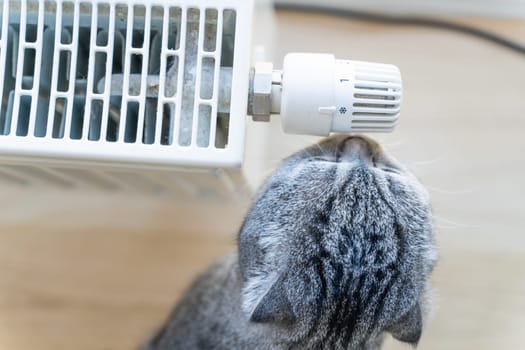 Domestic striped cat sniffs and touches the nose to the knob for adjusting the temperature of the heating radiator.